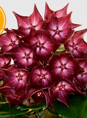 麦季理斐球兰（大花品）（Hoya macgillivrayi）