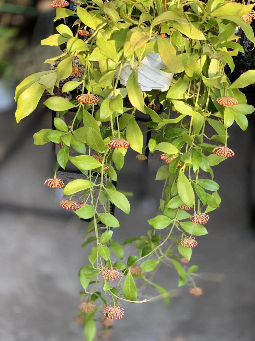罗莎球兰小苗垂吊植物气味清香（Hoya rosarioae）