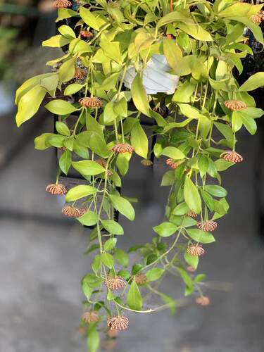 球兰罗莎小苗垂吊植物气味清香