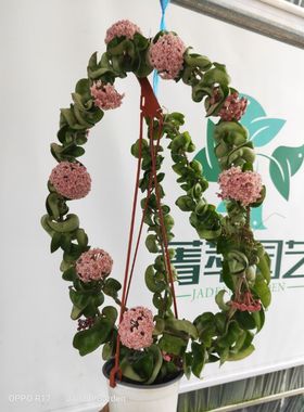 卷叶球兰（Hoya compacta）室内造景花叶俱美耐寒耐热