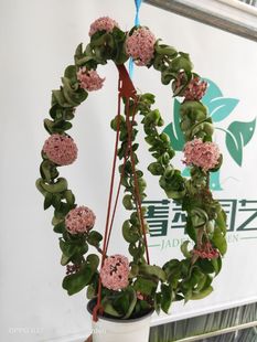 卷叶球兰（Hoya compacta）室内造景花叶俱美耐寒耐热