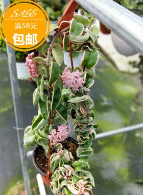 卷叶外锦球兰（Hoya compacta albomarginata 
