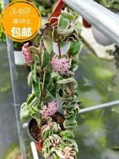 卷叶外锦球兰（Hoya compacta albomarginata 