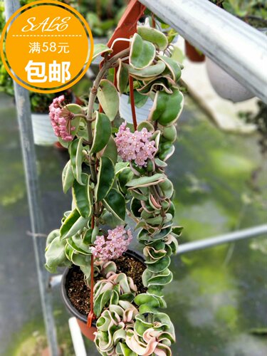 球兰室内菁萃园艺卷叶外锦球兰