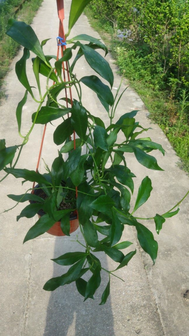 罗莎球兰大棵当年开花 室内垂吊植物浓香包邮