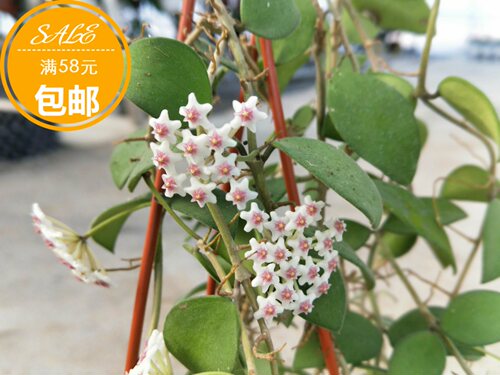 钱叶球兰秋季开花奇香