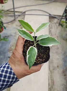 肯尼外锦球兰 Hoya kenejiana albomarginata