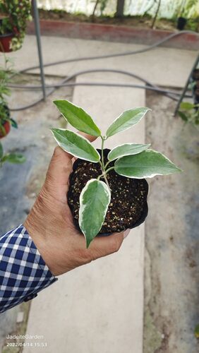 肯尼外锦球兰 Hoya kenejiana albomarginata