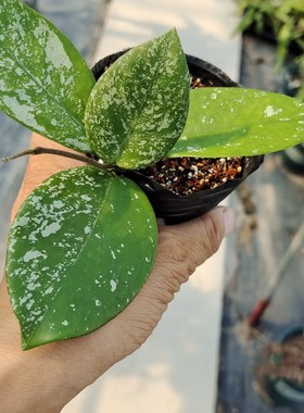 高斑雀斑球兰 Hoya carnosa ssp. 