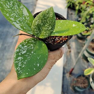 高斑雀斑球兰 Hoya carnosa ssp. 
