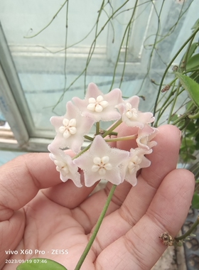 圆叶香花（暂定名）小叶垂吊及其爱开花