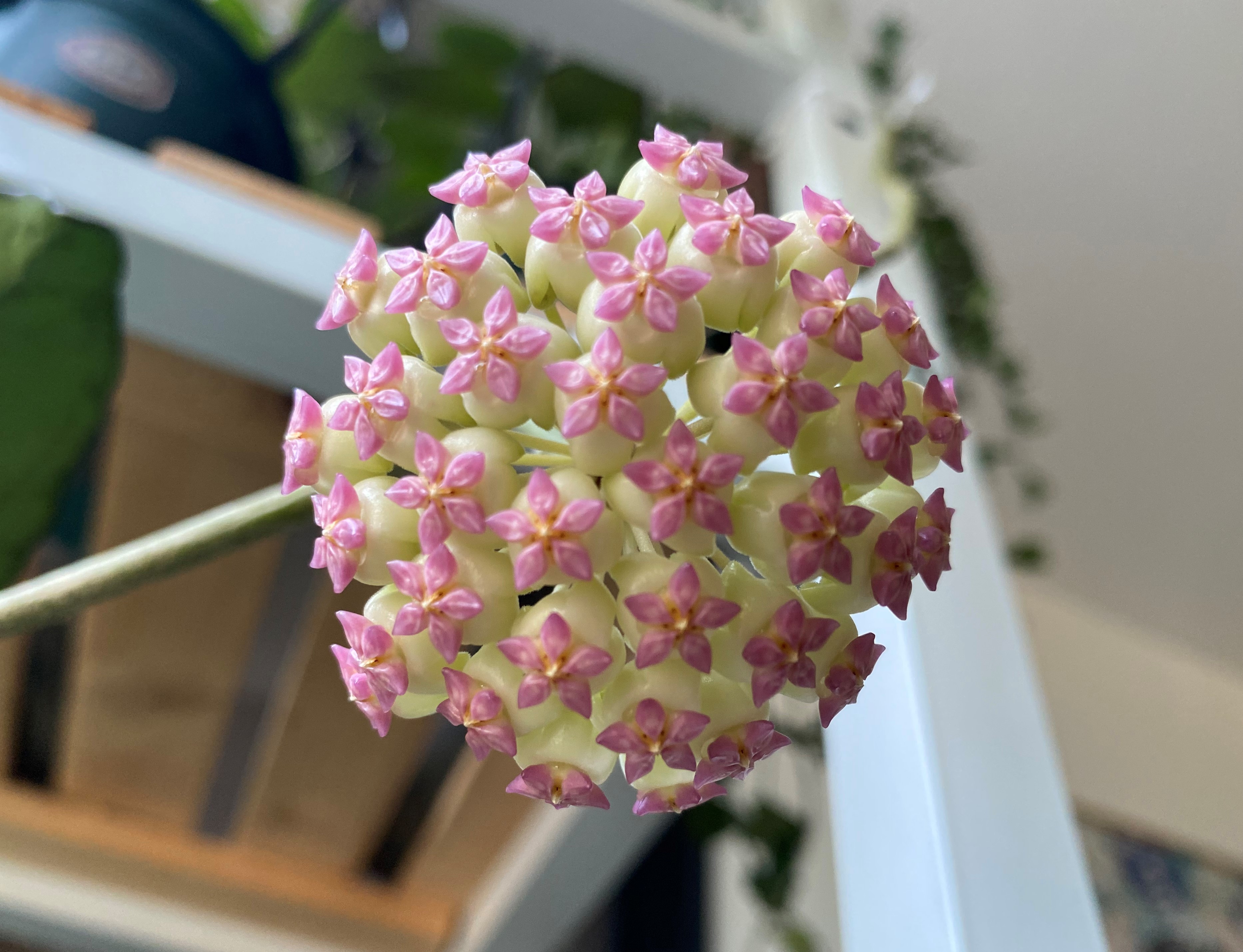 丽雅球兰 hoya icensis(023)