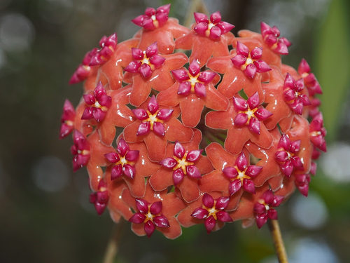 本格尔顿华丽变种（Hoya benguetensis）