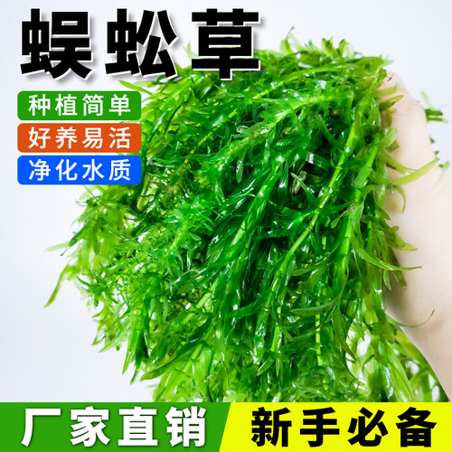 蜈蚣草鱼缸养鱼净水绿植无需底沙
