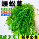 蜈蚣草鱼缸水草养鱼专用造景中后景新手懒人阴性净水绿植无需底沙
