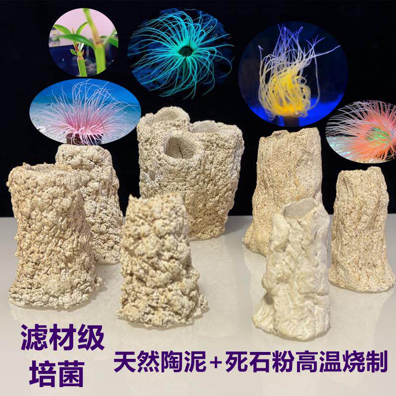 锐焦千手佛海葵窝沙葵海缸鱼缸装饰摆件红树盒子千手佛金黄紫色