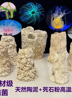 锐焦千手佛海葵窝沙葵海缸鱼缸装饰摆件红树盒子千手佛金黄紫色