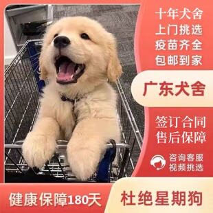 广州犬舍出售纯种金毛 金毛幼犬活体宠物狗双血统金毛犬