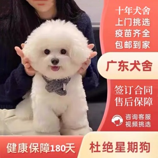 【广州佛山犬舍】纯种比熊幼犬活体白色可爱法国卷毛小型犬宠物狗