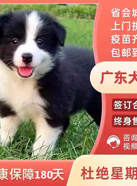 【广州佛山犬舍】纯种边牧犬黑白陨石金色幼犬活体宠物牧羊犬狗狗