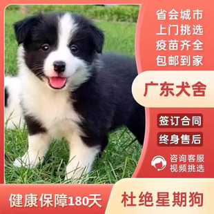 东莞犬舍 纯种边牧犬黑白陨石色幼犬活体宠物狗红棕牧羊犬狗狗