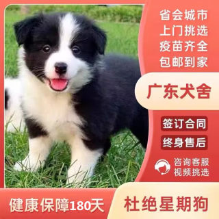 【广州犬舍】纯种边牧犬黑白陨石色幼犬活体宠物狗红棕牧羊犬狗狗