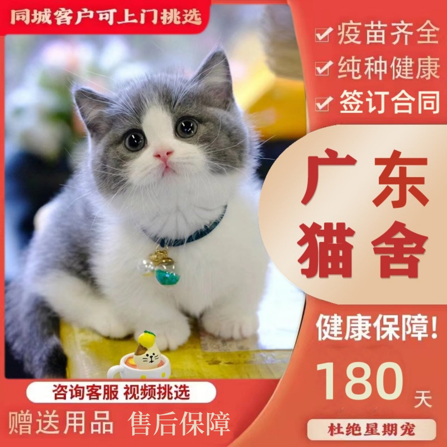 【广州佛山猫舍】纯种英国短毛猫蓝白猫活体矮脚猫折耳宠物猫咪