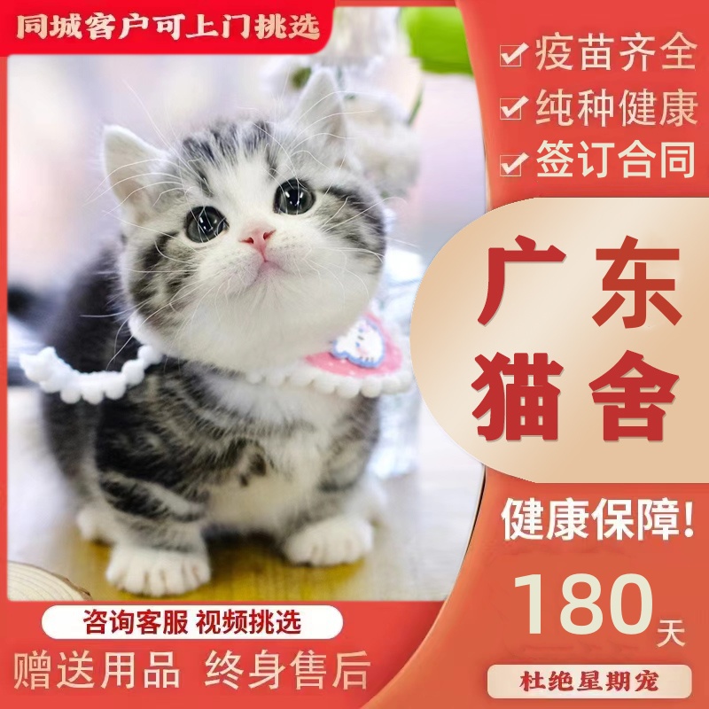 【广州猫舍】纯种美短猫活体虎斑猫矮脚猫宠物猫咪美短加白起司猫
