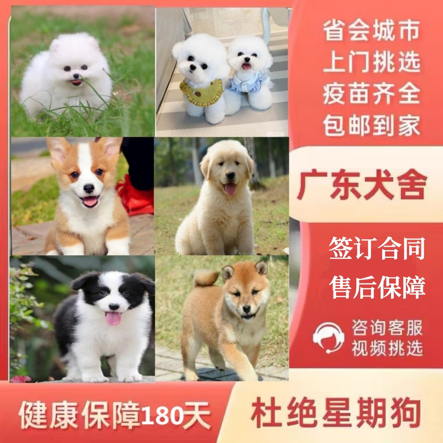 广州佛山犬舍纯种边牧比熊泰迪博美雪纳瑞金毛柴犬萨摩耶柯基幼犬