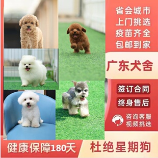 广州佛山犬舍狗场纯种比熊金毛柴犬边牧柯基博美泰迪雪纳瑞西高地