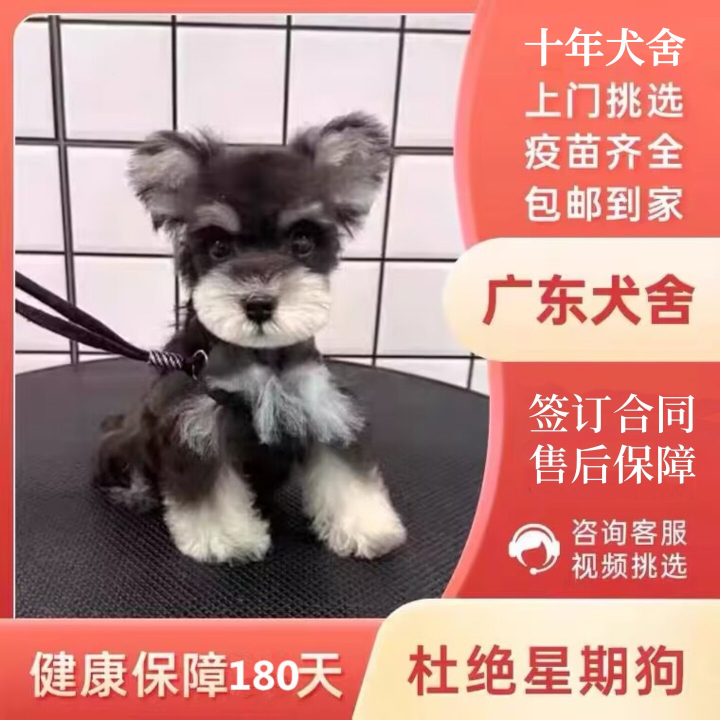 【中山犬舍】纯种雪纳瑞幼犬狗狗迷你型活狗小体犬椒盐色宠物狗狗