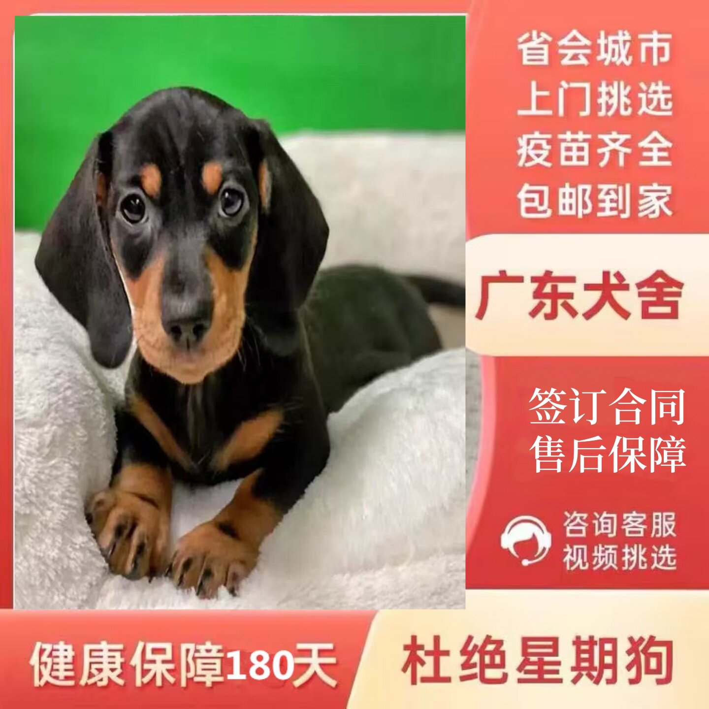 【广州佛山犬舍】纯种腊肠犬幼犬长毛巧克力铁包金迷你活体宠物狗
