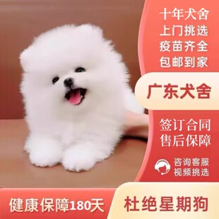 【广州佛山犬舍】茶杯犬博美俊介犬纯种宠物狗活体狗小型犬幼犬