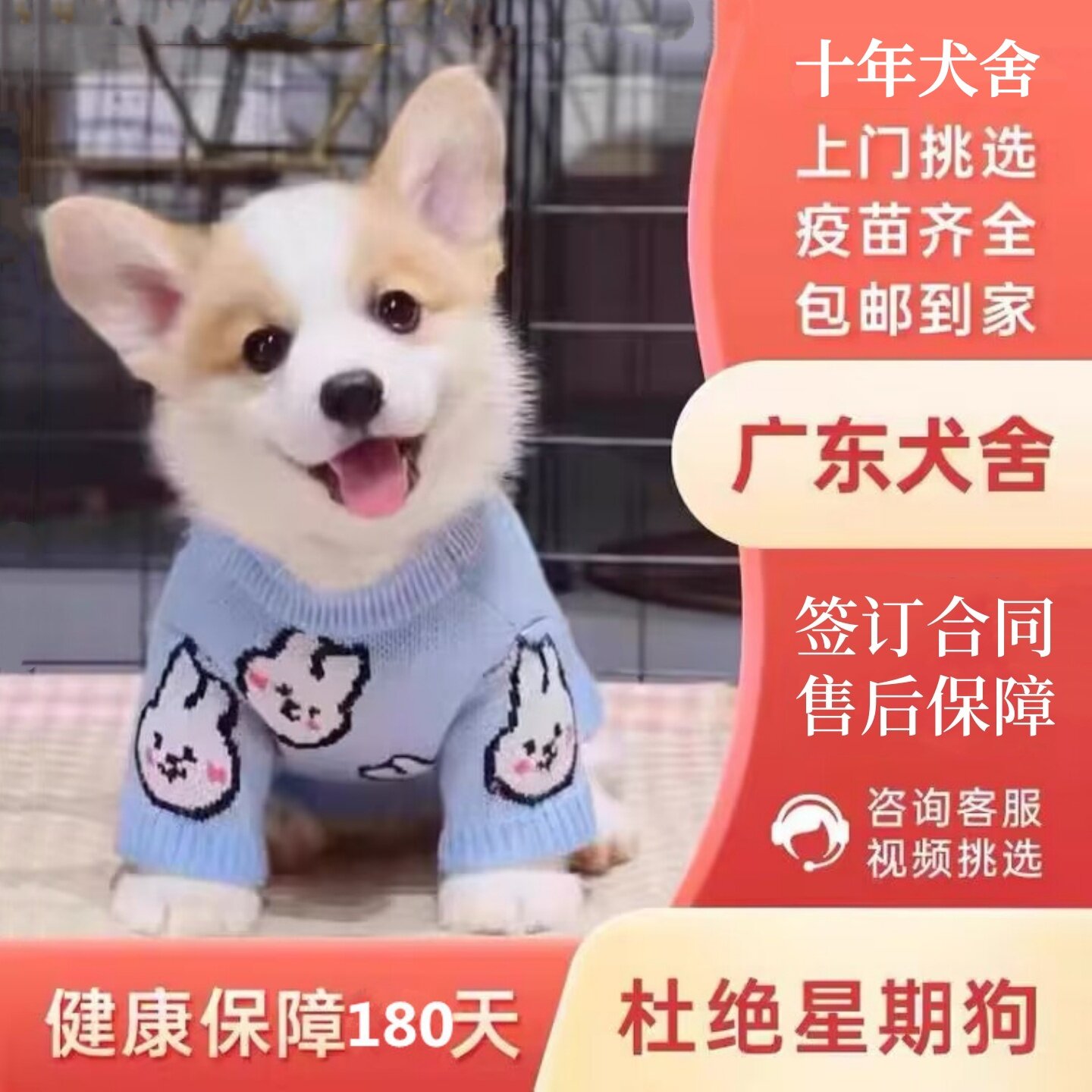 【广州佛山犬舍】纯种柯基幼犬小短腿双色三色中型犬宠物狗活体