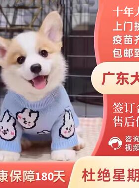 【广州佛山犬舍】纯种柯基幼犬小短腿双色三色中型犬宠物狗活体