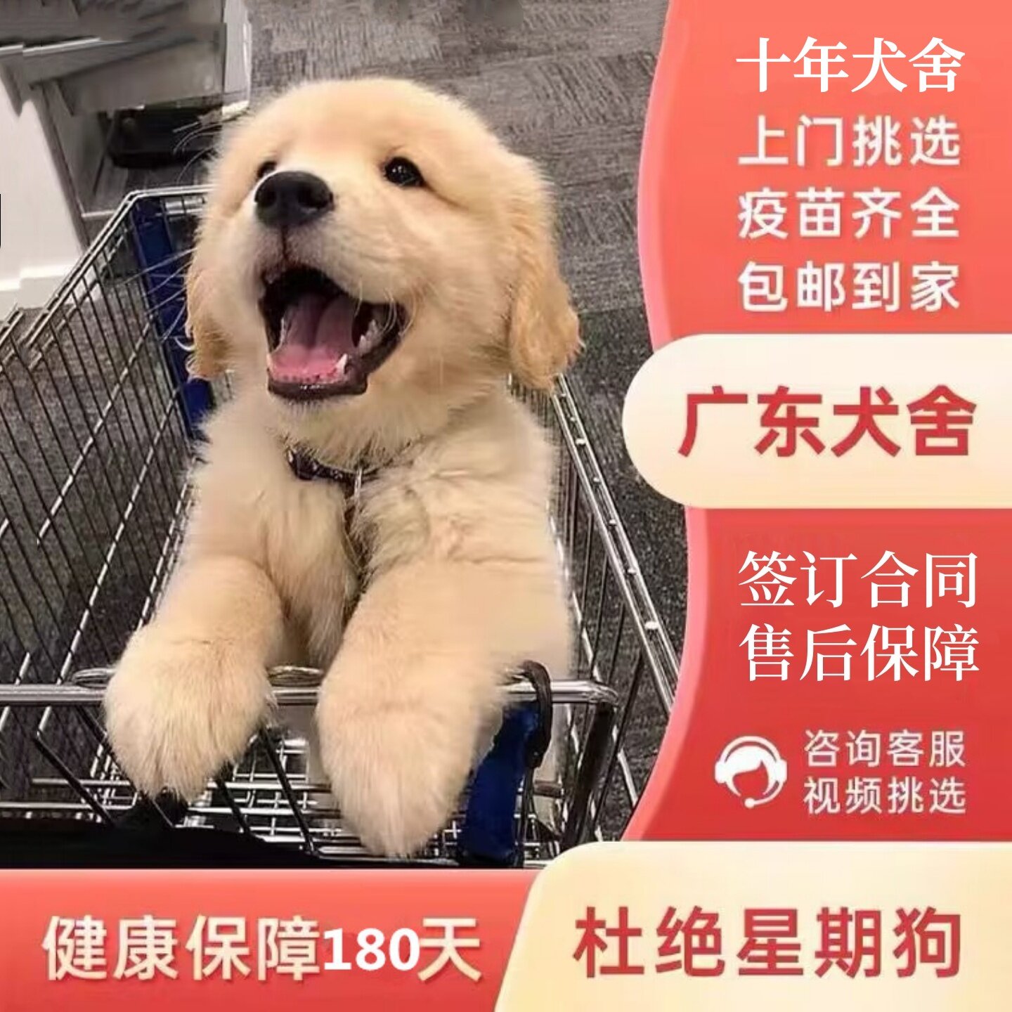 广州犬舍出售纯种金毛 金毛幼犬活体宠物狗双血统金毛犬