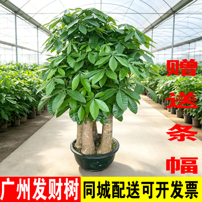 广州发财树同城配送开业乔迁送礼