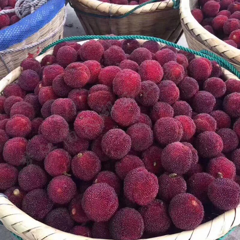 2024新品苏州西山特产东魁杨梅新鲜现摘水果可上门采摘只发江浙沪