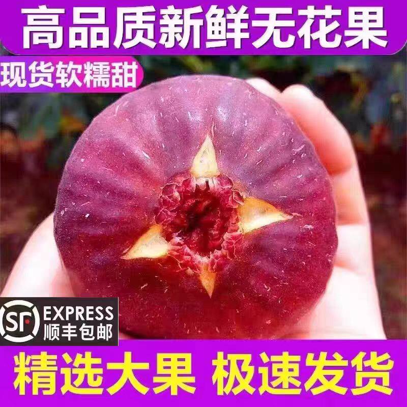 顺丰云南红皮无花果精选大果新鲜现摘应当季水果软糯香甜孕妇水果