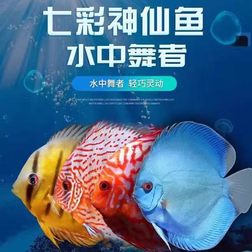 七彩神仙鱼招财热带观赏鱼淡水鱼