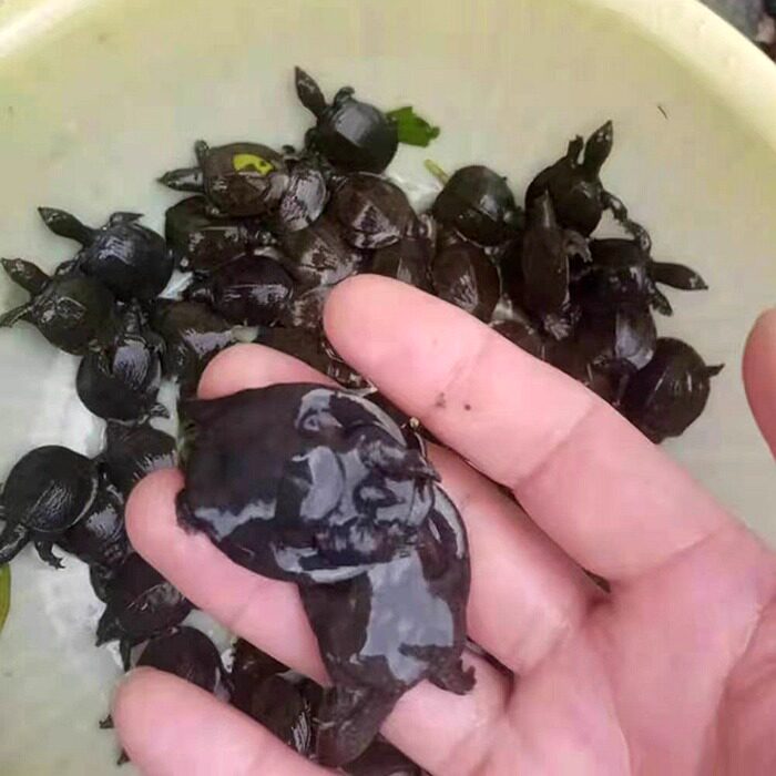 直供优质外塘杂食养殖包邮甲鱼苗图片