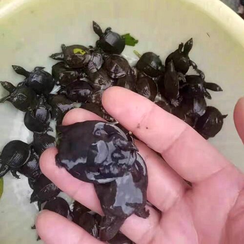 直供优质外塘杂食养殖包邮甲鱼苗
