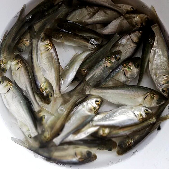 优质白鲢鱼苗水鲢跳鲢四大家鱼净化水质淡水活体鱼苗顺丰包邮包活