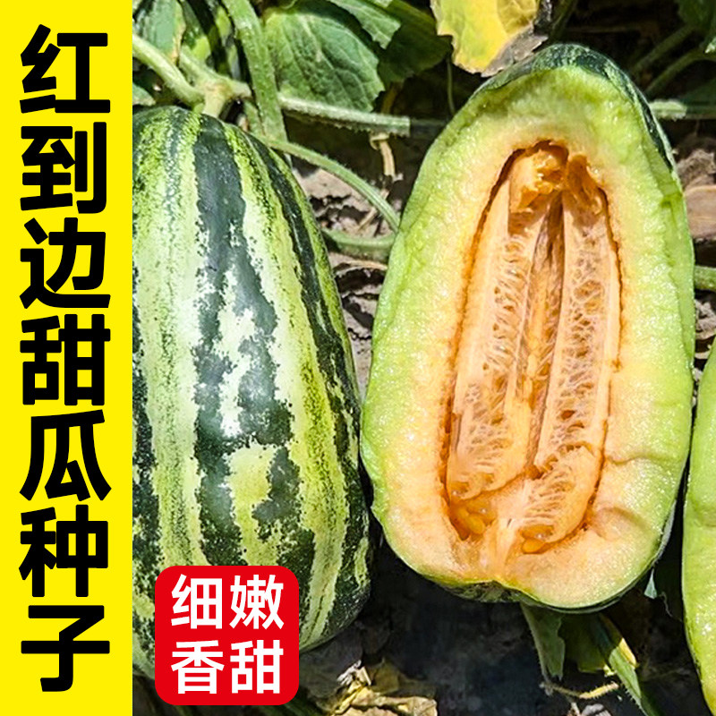 寿禾红到边甜瓜种子大全香瓜早熟种籽四季春季冰糖子甜瓜菜种籽孑,鲜花速递/花卉仿真/绿植园艺,家庭园艺种子,淘宝优惠券,粉丝福利购,淘宝优惠卷