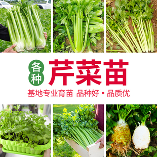 空心芹菜种子四季小香芹苗秧盆栽青菜孑根苗生吃芹籽种秋播菜种籽