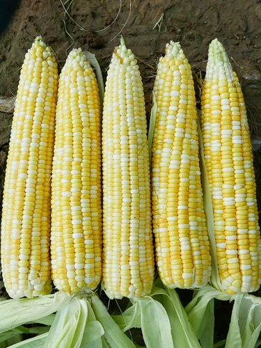 Мейжэн 208 РАННЕГО РАННЕГО СЕЛИЧЕСКИЕ СЕЛИЧЕСКИЕ СЕМЕНТЫ Кукурузы Сладкие семена липкие четыре сезона высокая доходность очень большое золото и серебряное молоко конфеты молока