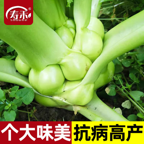 北方榨菜种子四川特大光头