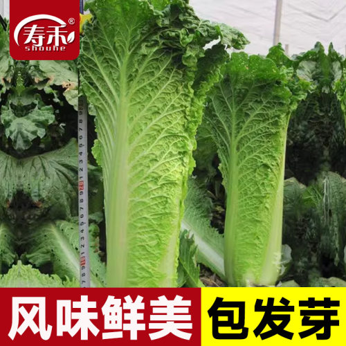 天津绿青口大白菜种子种籽青麻叶秋天高产秋季菜籽四季冬季蔬菜孑 - 封面