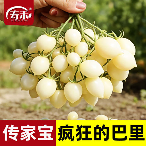 传家宝小番茄种子苗秧疯狂的巴里盆栽阳台庭院籽孑蔬产西红柿秧苗