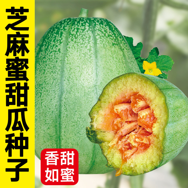 芝麻酥甜瓜种子薄皮高糖早熟毛瓜香瓜籽春秋四季播庭院盆栽阳台蔬